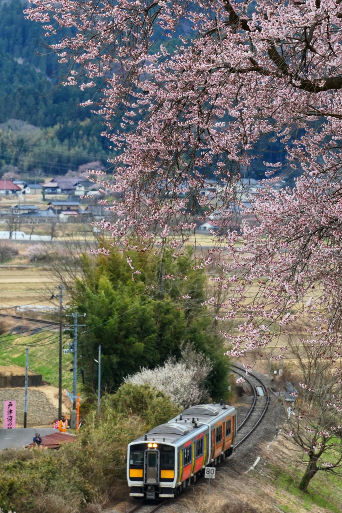 戸津辺の桜と水郡線①