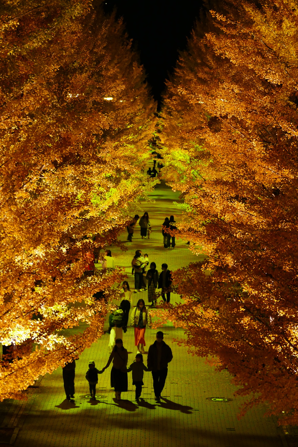 銀杏並木ライトアップ１