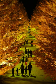 銀杏並木ライトアップ１