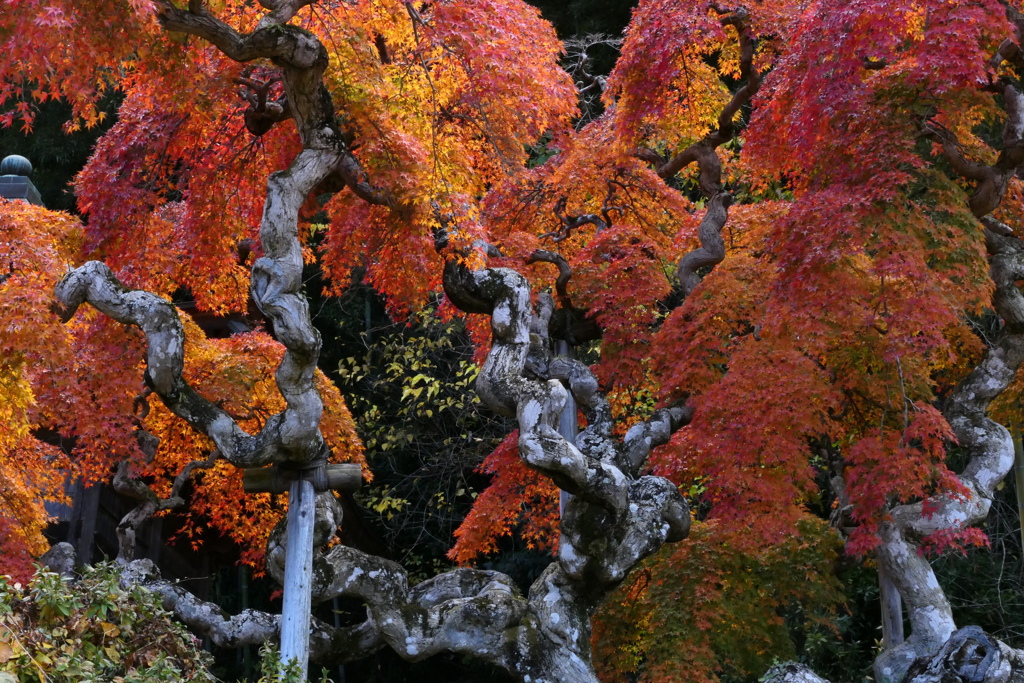 シダレモミジ２