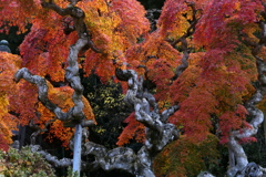 シダレモミジ２