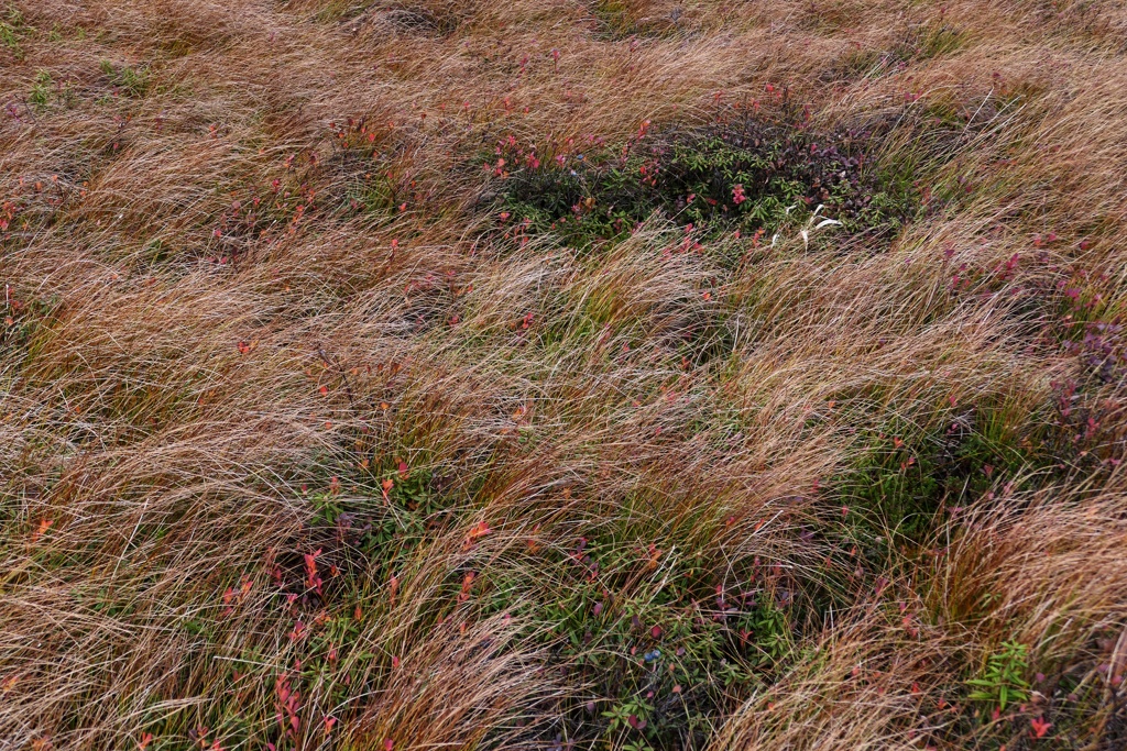 草紅葉