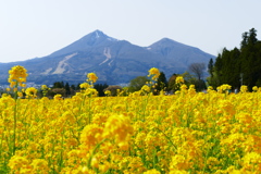 菜の花畑と ２