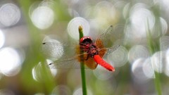 ハッチョウトンボ　２