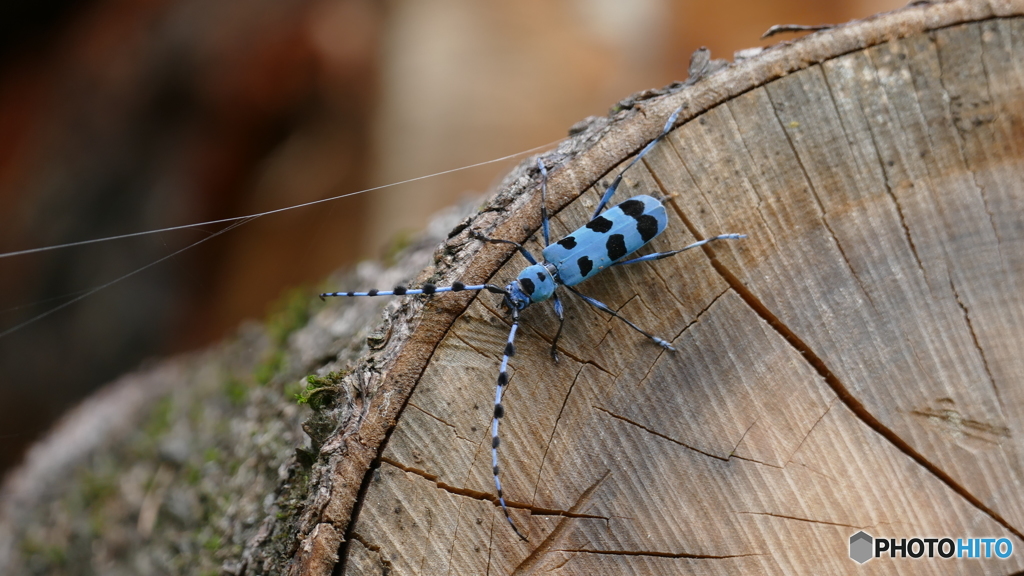 ルリボシカミキリ