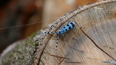 ルリボシカミキリ