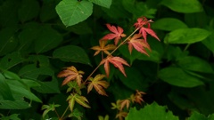 色づくには、まだ早いぞ