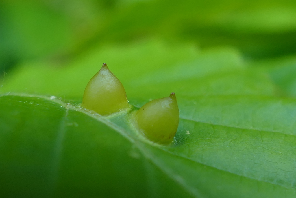 ナンカイヤラシイ