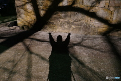 熊出没注意(笑)