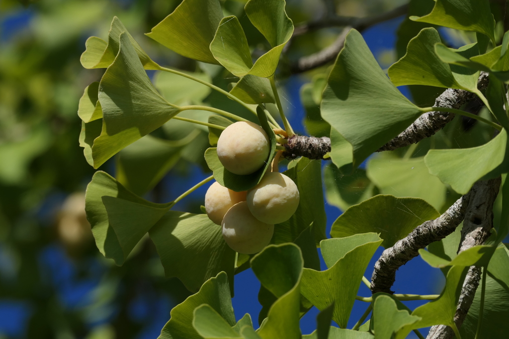 ギンナン色づく