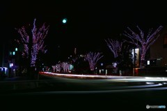 さくらのイルミ