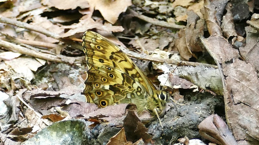 隠れたつもり？
