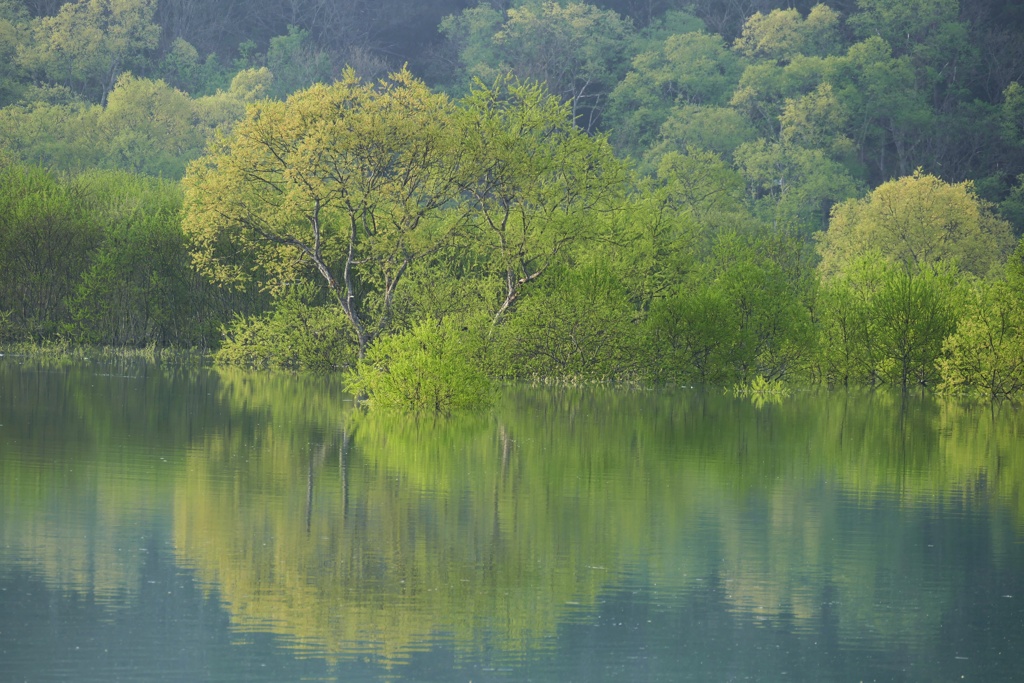 白川湖水没林３