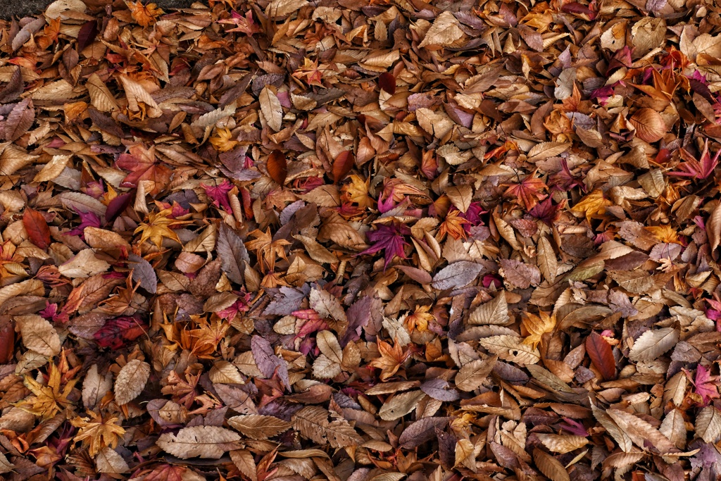 落ち葉山盛り