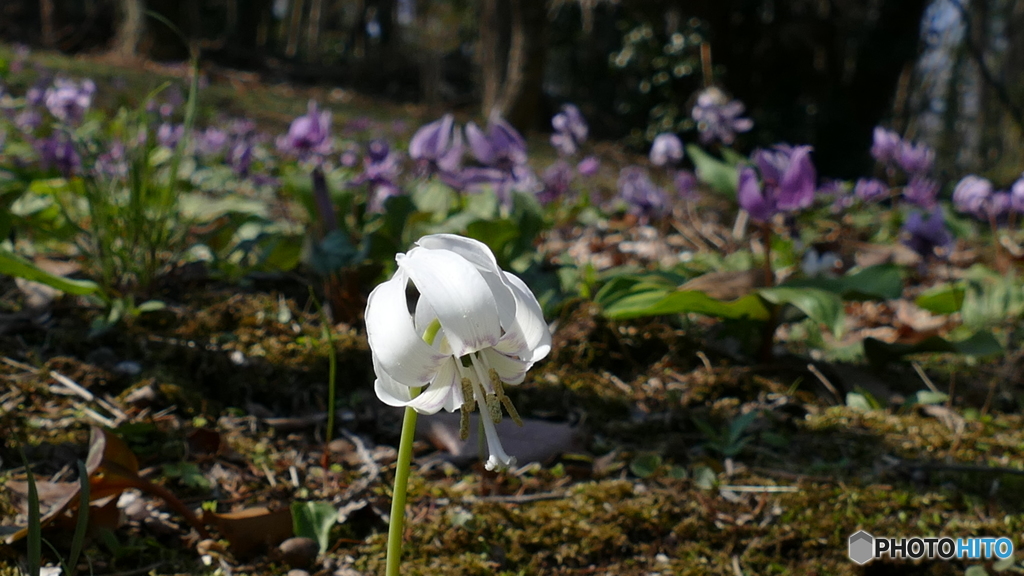 ＠城山カタクリの里