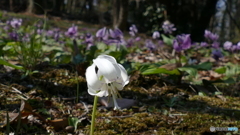＠城山カタクリの里