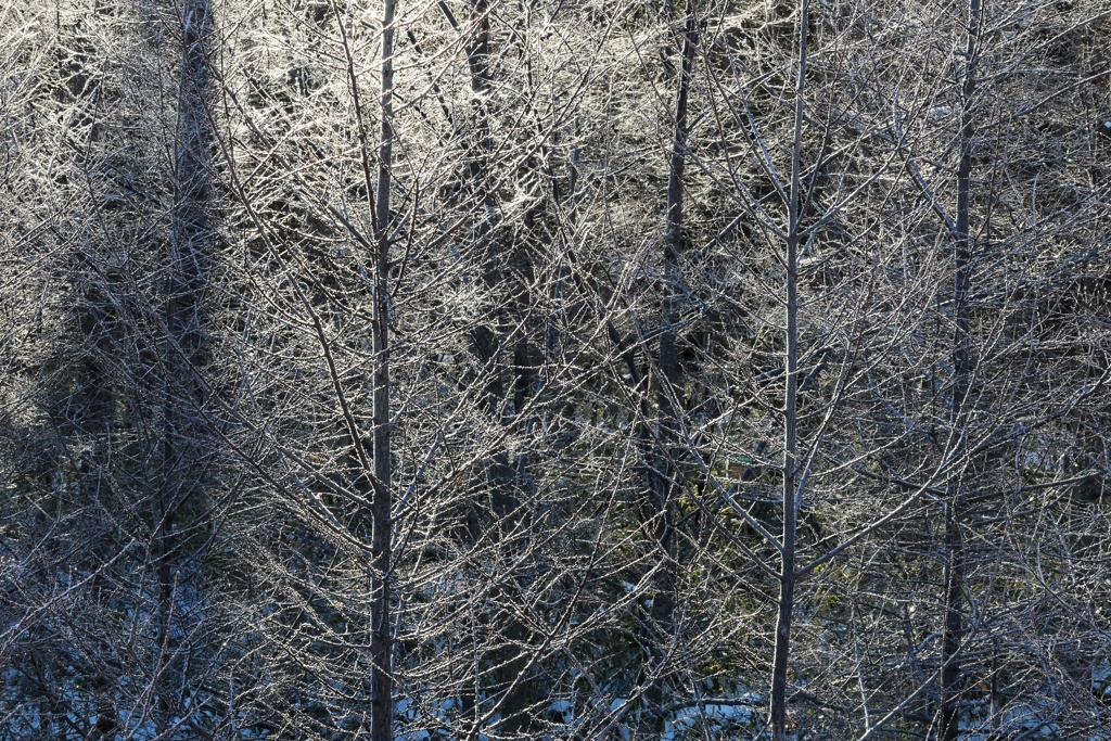 霧氷の森
