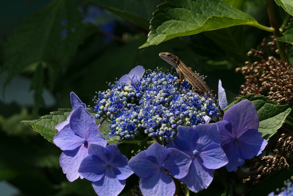 ひょっこりはん