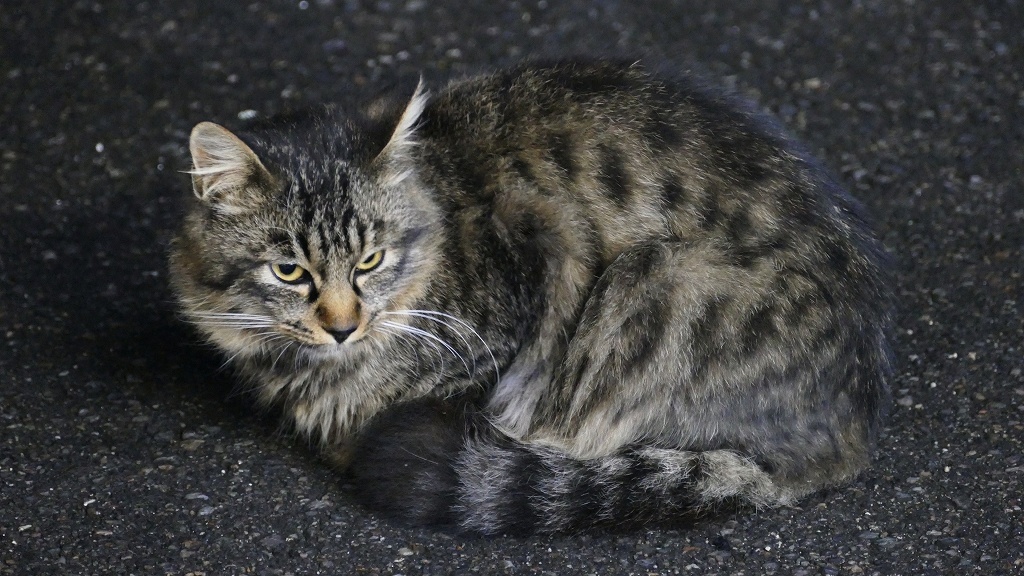 P1160310近所のコンビニでの野良