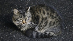 P1160310近所のコンビニでの野良