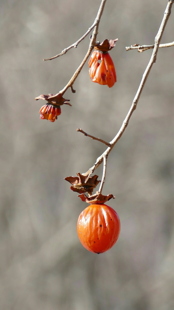 1180547 @御霊柩峠
