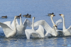 お題『パリピ』