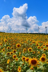風車とヒマワリ２