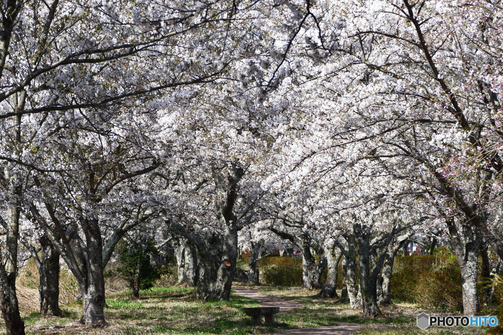 笹原川千本桜