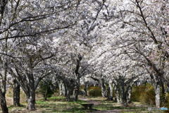 笹原川千本桜