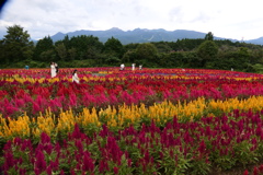 那須フラワーワールド