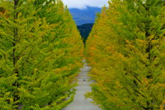 緑のイチョウ並木１