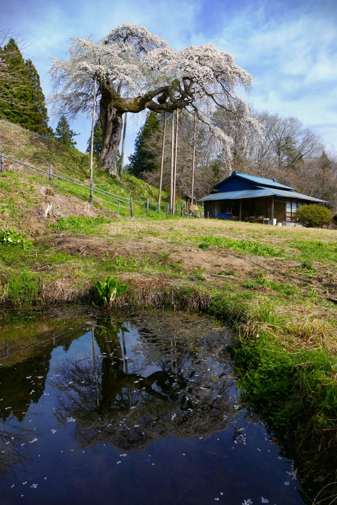 外大野のしだれ桜　縦構図
