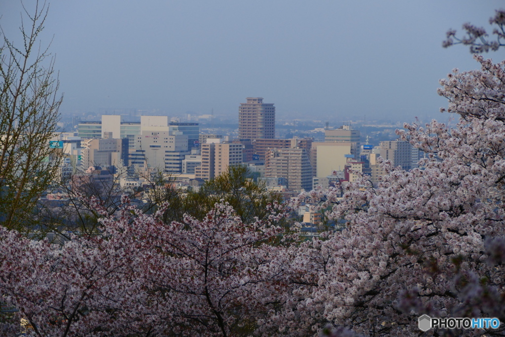 桜咲く３