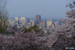 桜咲く３