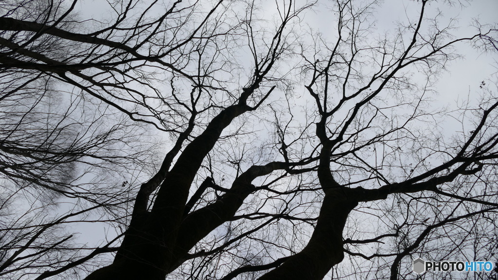 P1210501春は、まだかな