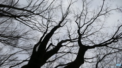 P1210501春は、まだかな