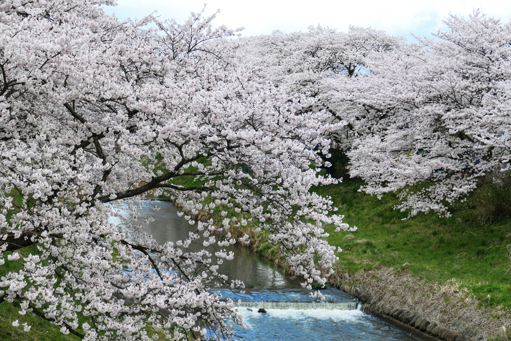 藤田川ふれあい桜②