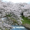 藤田川ふれあい桜②