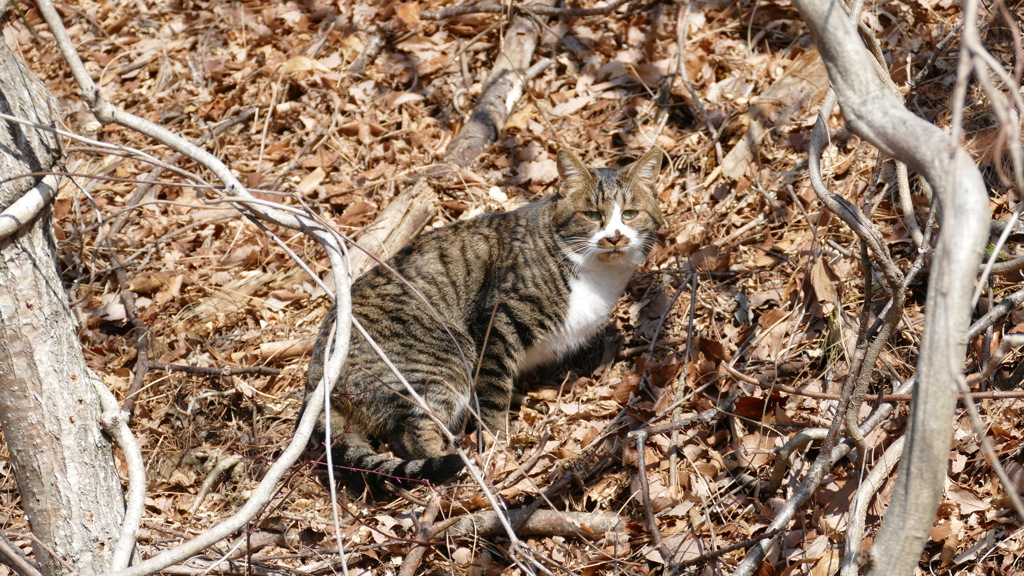 1180511 @御霊柩峠
