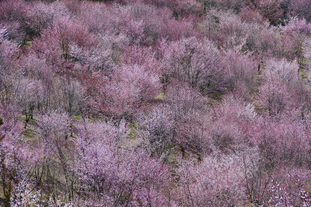 桜峠 １