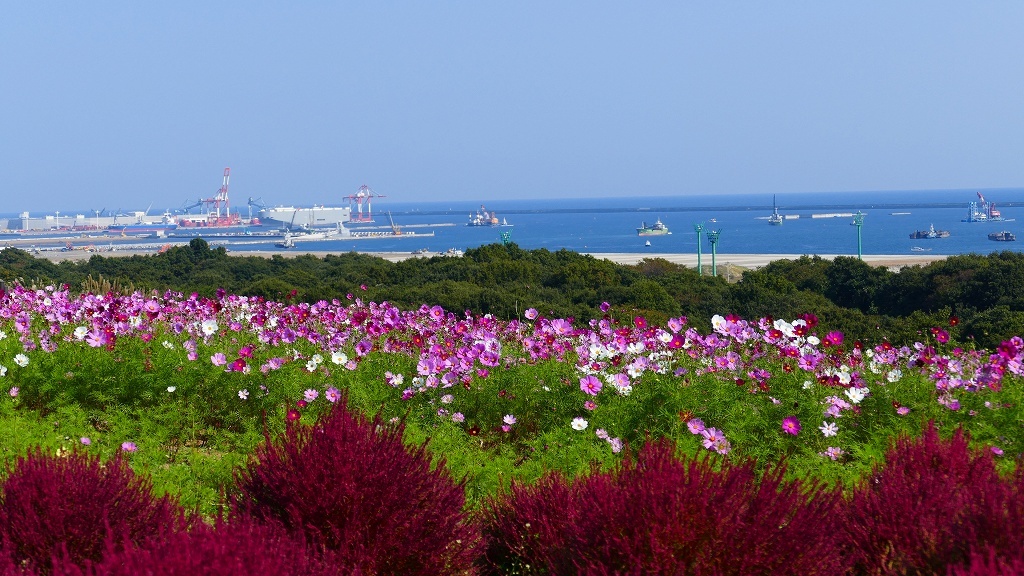 P1150961　＠ひたちなか海浜公園
