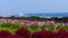 P1150961　＠ひたちなか海浜公園