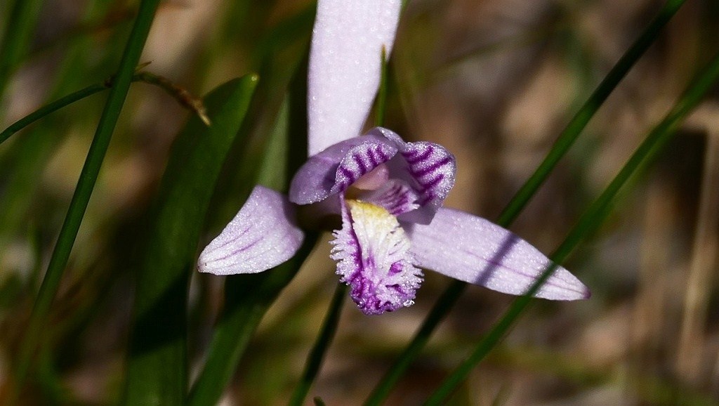 妖艶な・・・　２