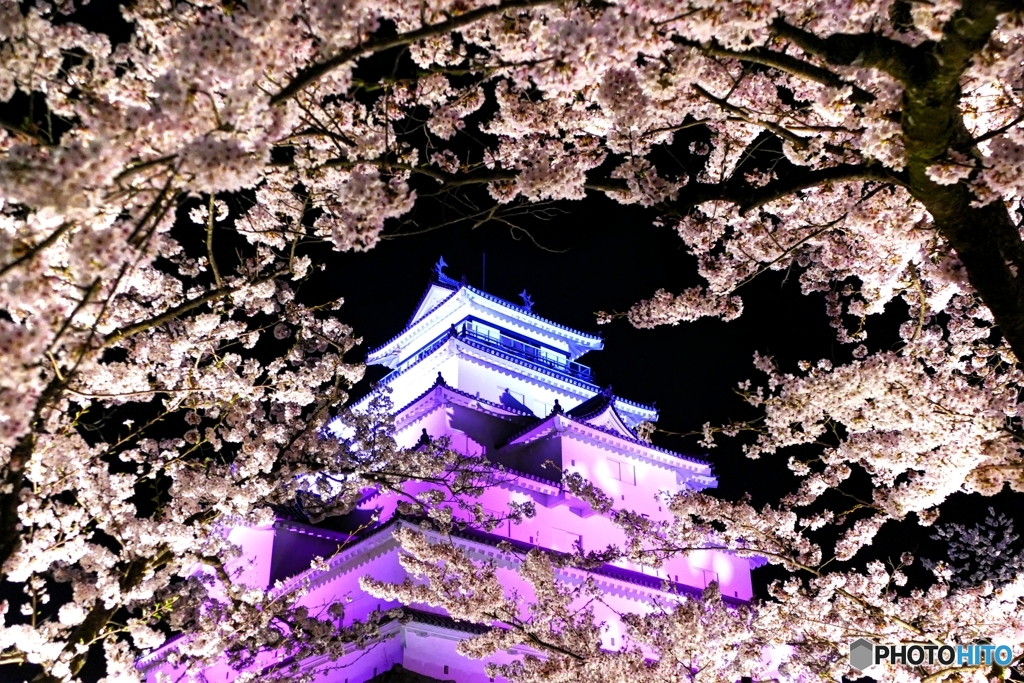 鶴ヶ城満開 その５