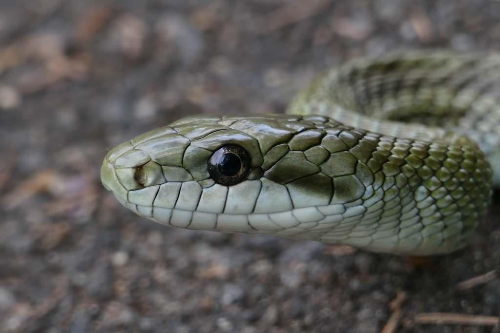 アオダイショウ