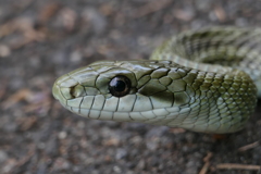 アオダイショウ