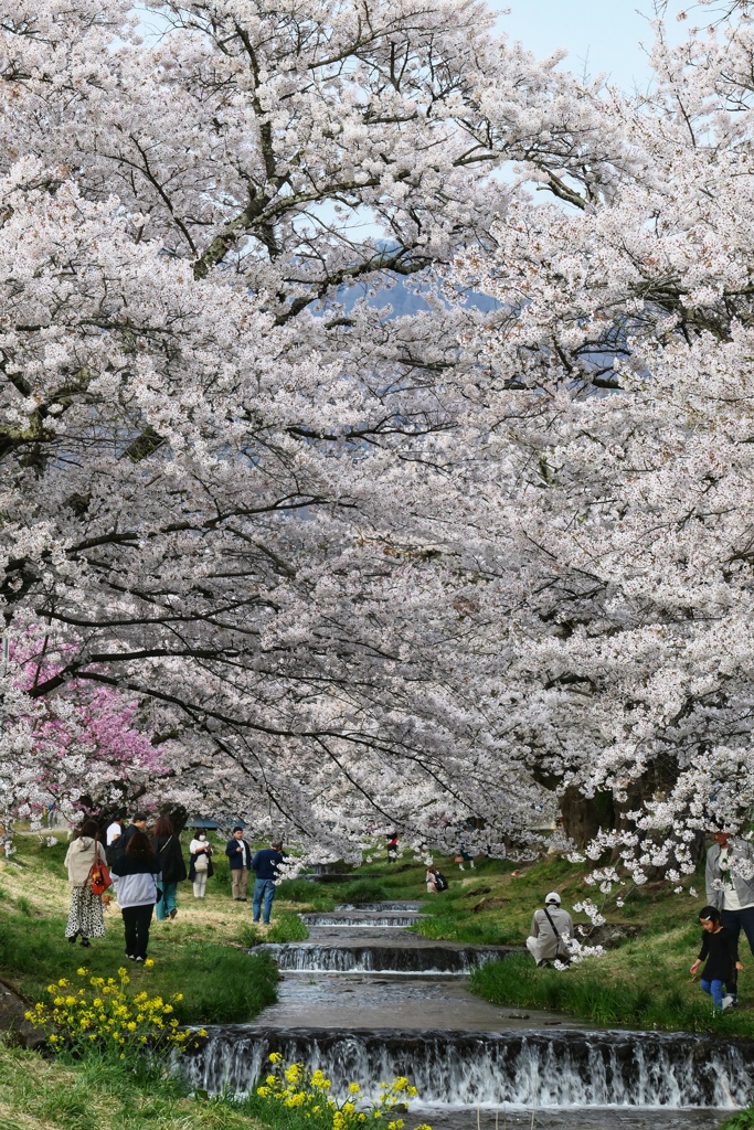 観音寺川　縦