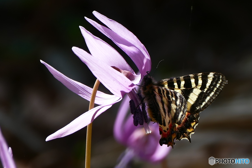 カタクリと、ヒメギフチョウ