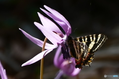 カタクリと、ヒメギフチョウ