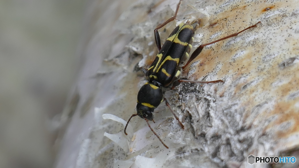 ツマキトラカミキリ